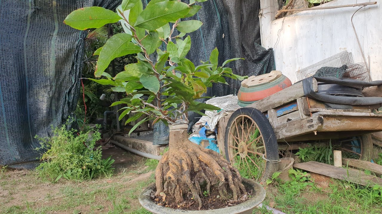 02/03/26. GIẢO ÔNG THẦY. BÌNH LỢI.  GIẢO LÁ RÍ . CÚC LÁ RÍ .NHƯ Ý.NHỊ NGỌC TOÀN. BẠCH MAI TÂN TÂN 