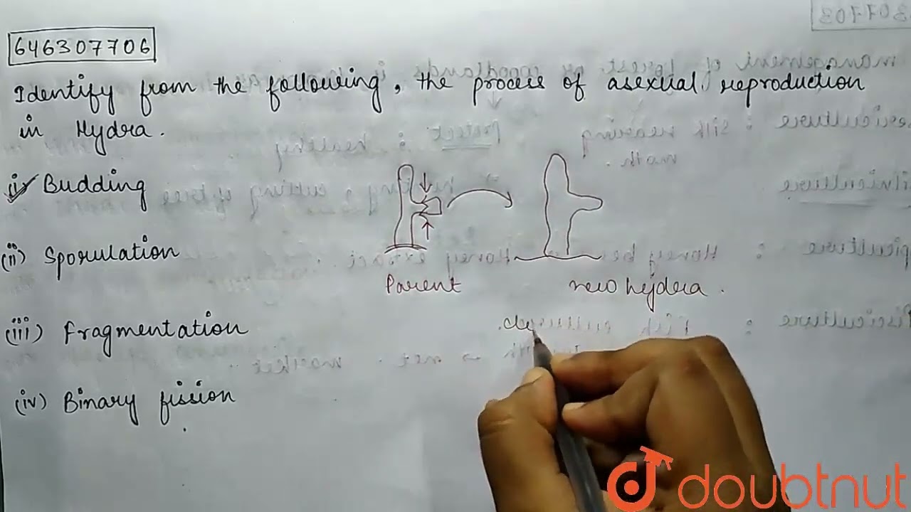 Identify from the following, the process of asexual reproduction in Hydra.  | CLASS 8 | FOOTSTEP...