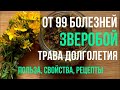 Польза травы зверобой свойства противопоказания применение  Зверобой рецепты настой, отвар, масло