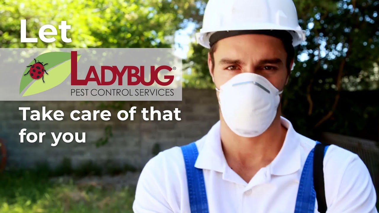 Pest Control in Weymouth Massachusetts (617) 7450044 YouTube