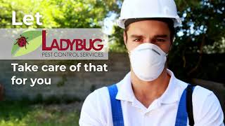 Pest Control in Weymouth Massachusetts (617) 745-0044