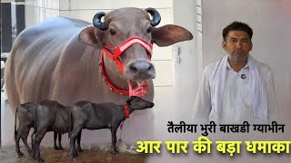 5 Star तैलिया भुरी ग्याभीन बाखडी 70 हजार में जोड़ा SANDEEP BHURADEHAR DAIRY FARM ✅