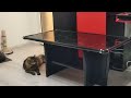 27.10.2023г Принц Клеопатрин 😻