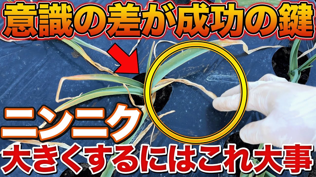 【大事です】ニンニク栽培成功させたい方は正しい冬越し方法があるので〇〇して下さい！