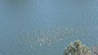 Merganser synchronized swimming..