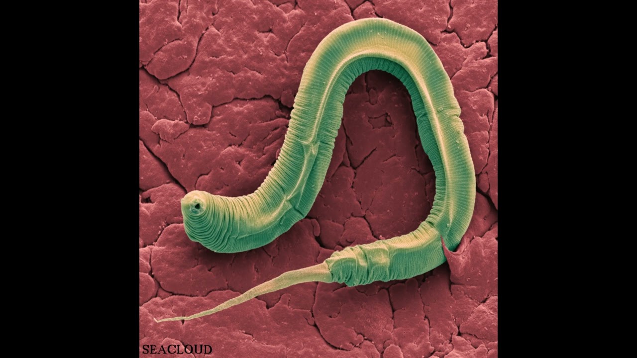 Seacloud - Convergent Re​-​Evolution (FULL ALBUM)