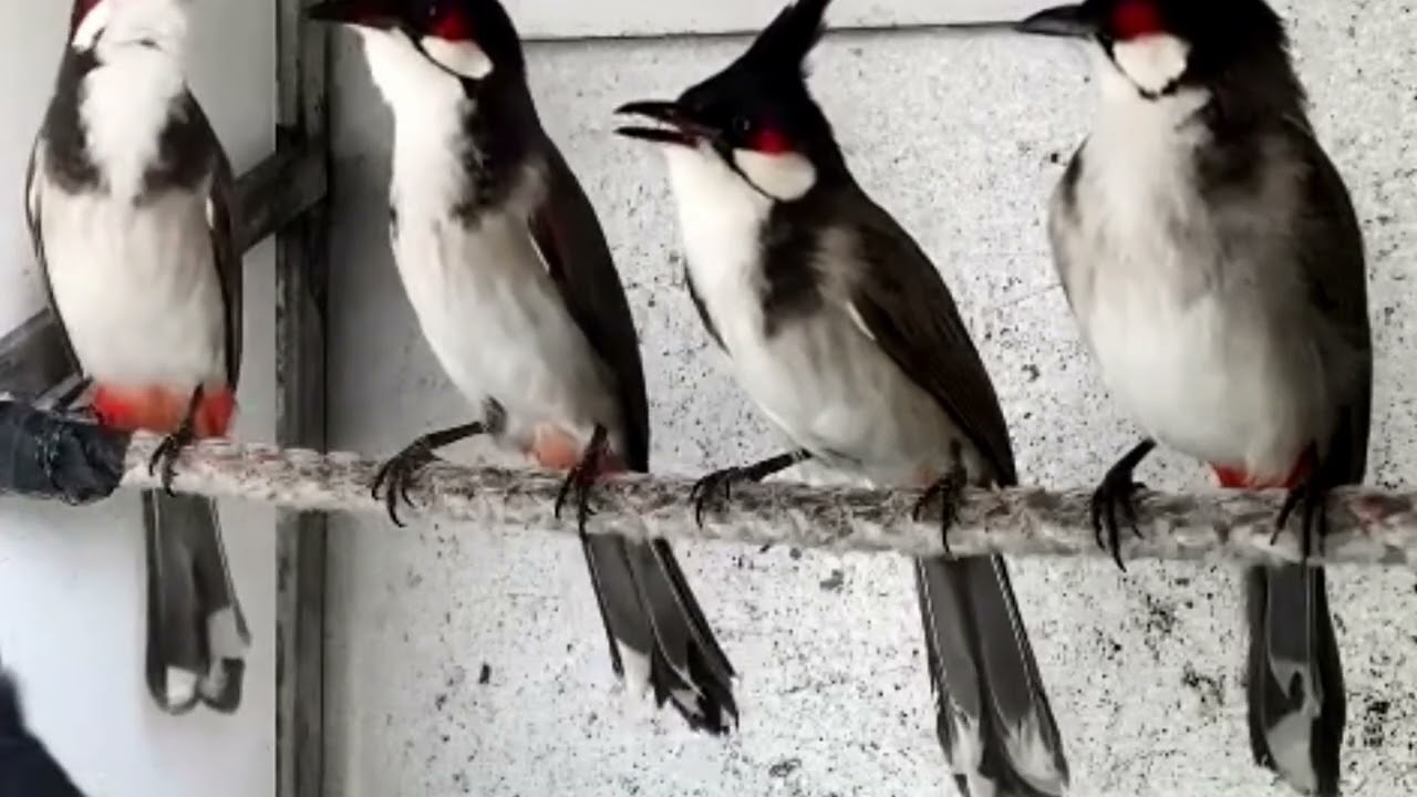 Chào Mào Hót Đấu - Chào Mào Hót Sáng Luyện Giọng Kích Bổi Ra Âm Hót Đấu Căng Lửa,chào mào hót