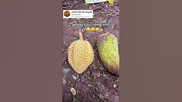 bất ngờ với giá sầu riêng giống mới #garden #videoviral