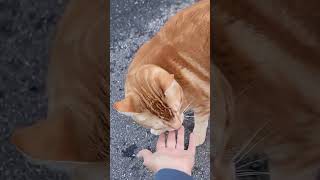 Fiery Footsteps: The Big Red Cat's Stroll #cat #funnyanimals #pets #catlover