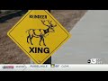 The Reindeer Farm opens for 2025 season