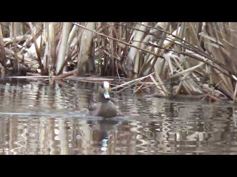 AMERICAN WIGEON @drjahn41