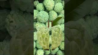 6 health benefits of custard apple #shorts #youtubeshorts #fyp #amazing #food #protein #yummy
