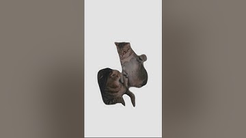 What a helpless cat😂 #coding #html