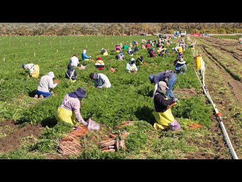 Video: Vegetables From The Americas: American Vegetable History