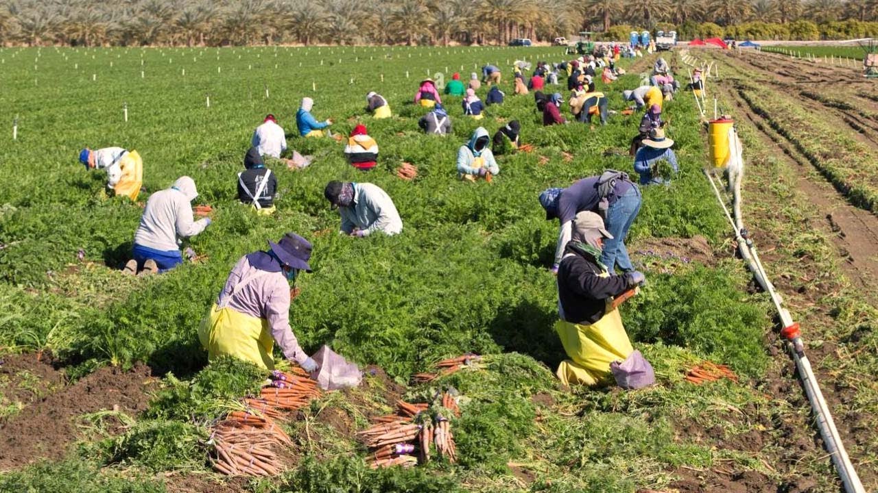 What Are The Examples Of Farm Produce What Are The Examples Of Farm Produce