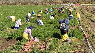 How American Farm Workers Harvest Millions Of Tons Of Vegetables  Farming Documentary