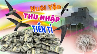 Nghề Nuôi Yến Trong Nhà Thu Nhập Cao