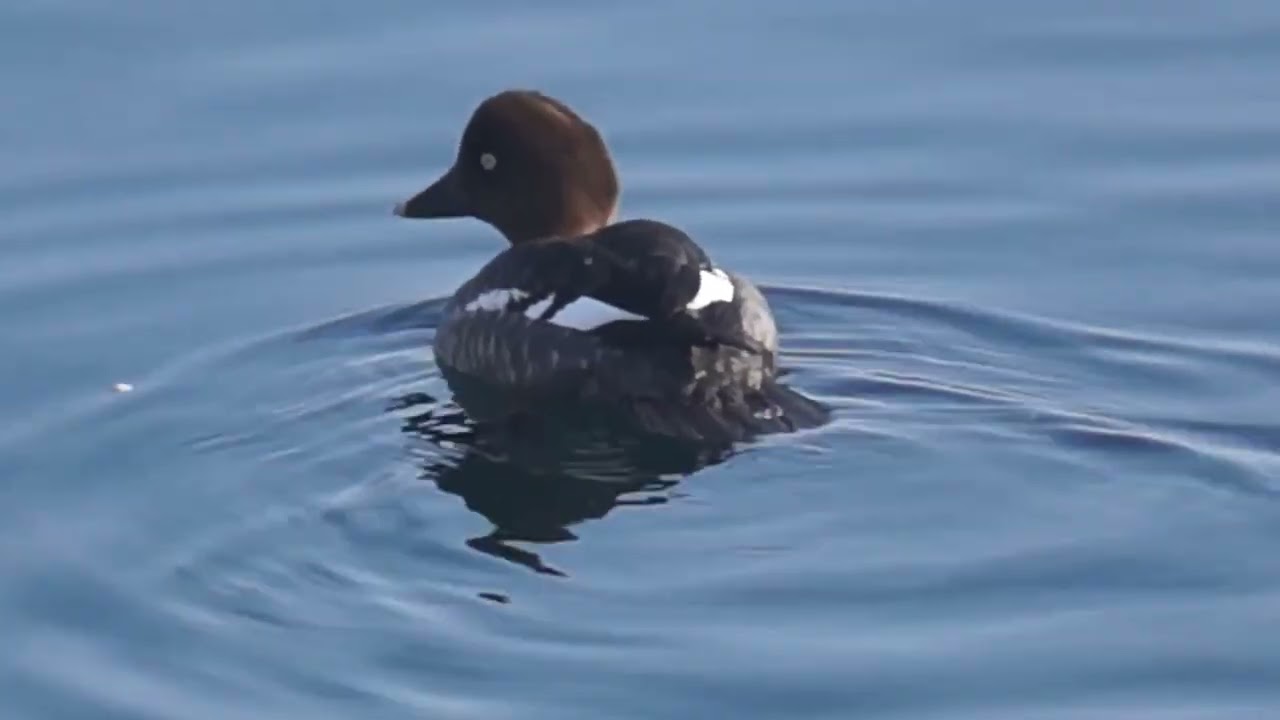Female Common goldeneye @ Humber Bay Park