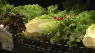 Fda Says The Lettuce Connected To Recall Is Off The Shelves