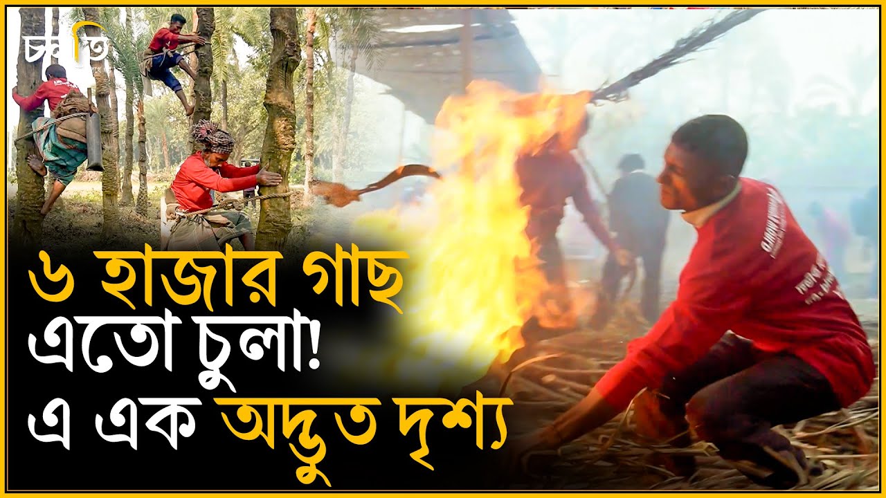 গুড়ের জন্য এমন পাগলামি দেখেছেন? | চলতি উদ্যোগ