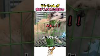 ワンちゃんが噛みつかれた理由ww
