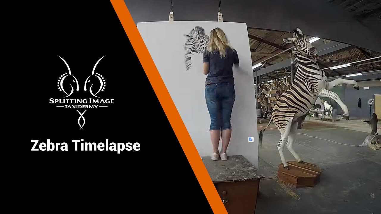 Splitting Image Zebra Zebra Timelapse | Splitting Image Taxidermy - YouTube