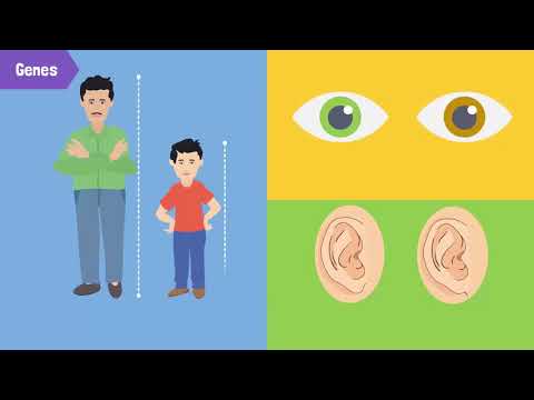Heredity and Its Importance in Transferring of Characteristics Heredity and Its Importance in Transferring of Characteristics