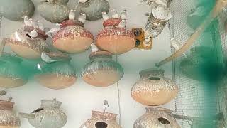 Java Birds Breeding Season 2026 I java Birds soft Food l java Birds Growth I java sparrow 