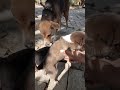 super cute puppies time
