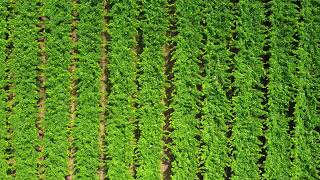 Grape Farm Drone View