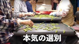 だだちゃ豆　選別作業【じござえもんチャンネル！】