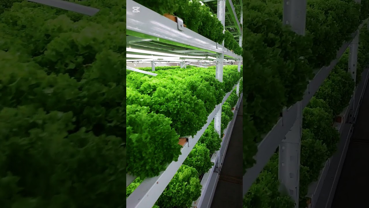 IED Indoor farming | Green lollo cultivation 