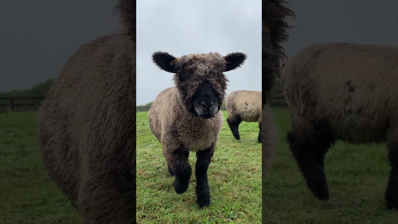 Heligan Highlights - August 2024