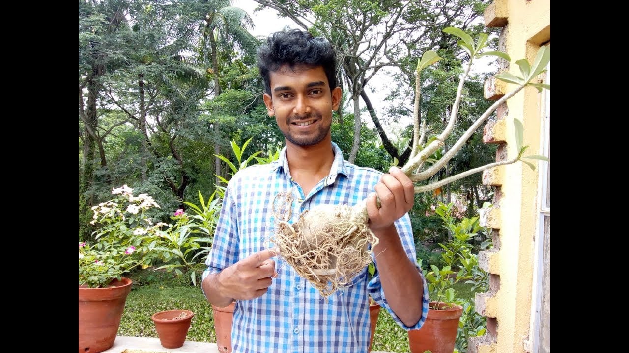 এডেনিয়ামের প্রচুর ফুল পেতে ভিন্ন পদ্ধতির মাটি প্রস্তুত