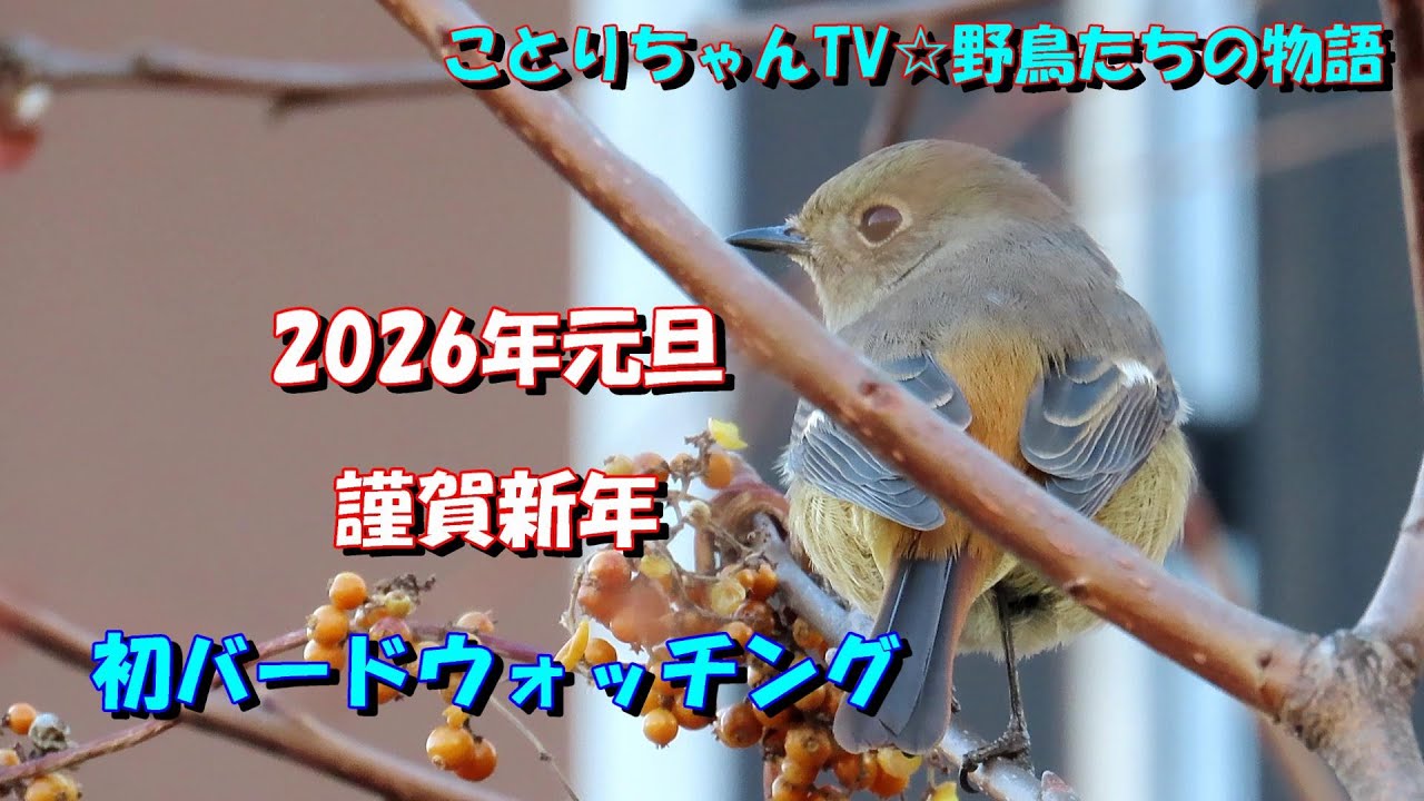 2026年謹賀新年【ことりちゃんTV☆野鳥たちの物語】 - YouTube