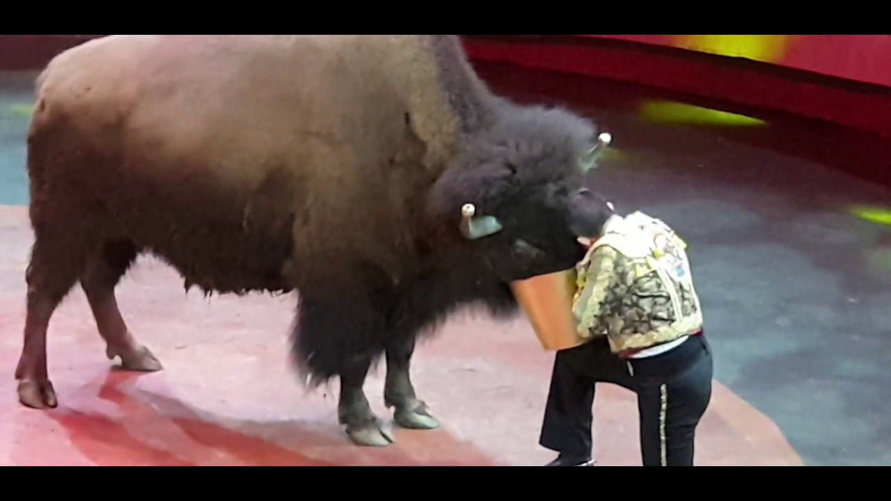 cool bison tricks