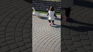 Minik Eylül Küçük Ördekleri Kovalıyor. Ördek Yakalama Videosu. Komik Ördekler