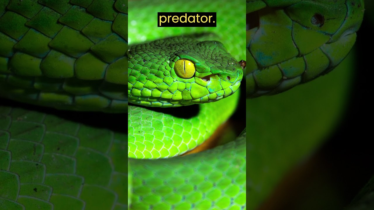 Deadliest Ruby-Eyed Pit Viper | Giving Birth to Live Young | Defying Snake Norms 