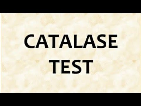catalase test :(microbiology) - YouTube