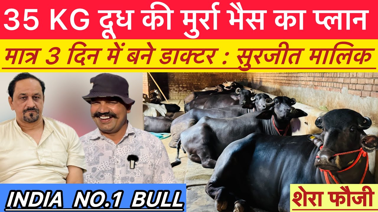 35 KG दूध व क़ामयाब डेयरी फार्म Tips 👉मात्र 3 दिन में बने पशु डॉक्टर || India No.1 बुल शेरा फ़ौजी ||