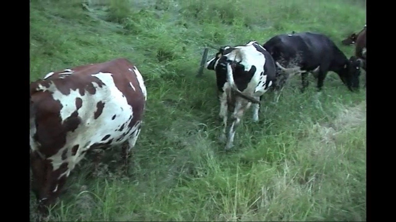 Kyr slippes på beite på Bustnes i 2003 - YouTube Per Arne Bustnes