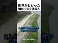 世界がビビった鴨川で泳ぐ外国人