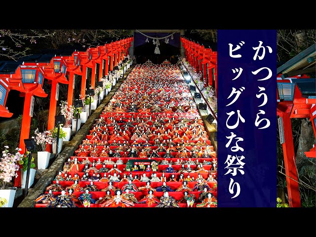かつうらビッグひな祭り 2025『ライトアップあり！関東最大級の