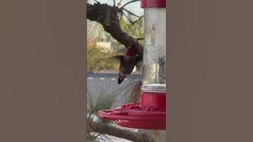 Watch this FLYING HUMMINGBIRD perform amazing aerial stunts in slow motion