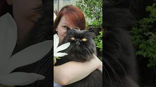 Мария Захарова о новом западном вбросе про «отравление» Навального ядом лягушки #николайлевашов