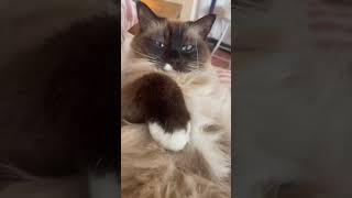 I have no job #cutecats #cat #catshorts #funnycats