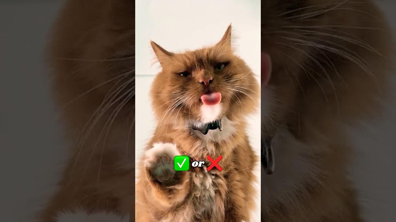 Can I Teach My Cat to Clean?
