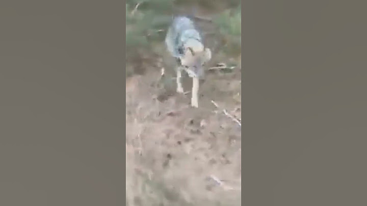 Wolf achtervolgt fietser !!