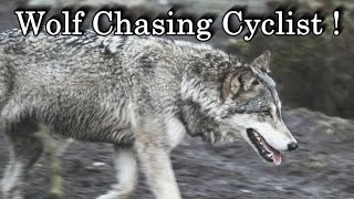 Wolf achtervolgt fietser !!