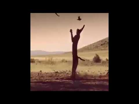 Caracal catches bird in flight | One Shot Creationz